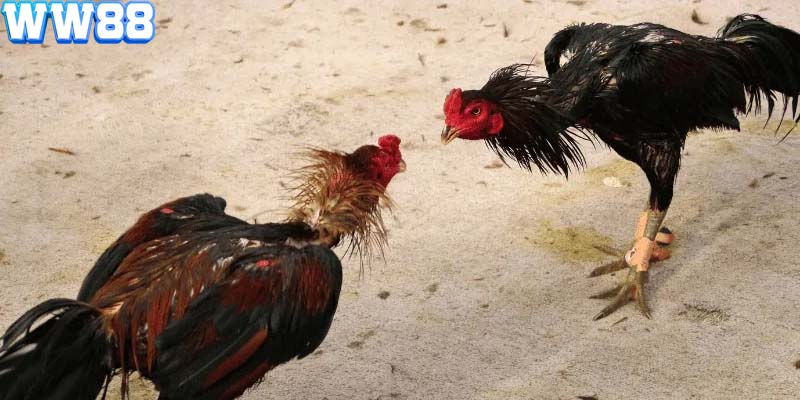 Các loại kèo cá cược đá gà tại WW88 