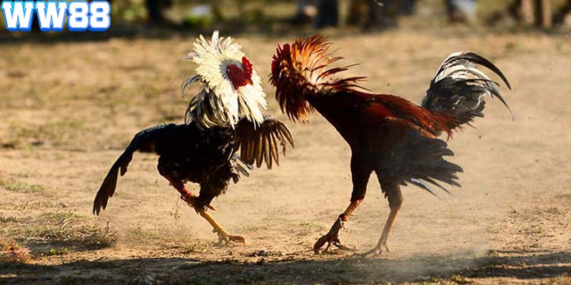 Những trận đấu gà tre được người chơi Việt Nam rất yêu thích