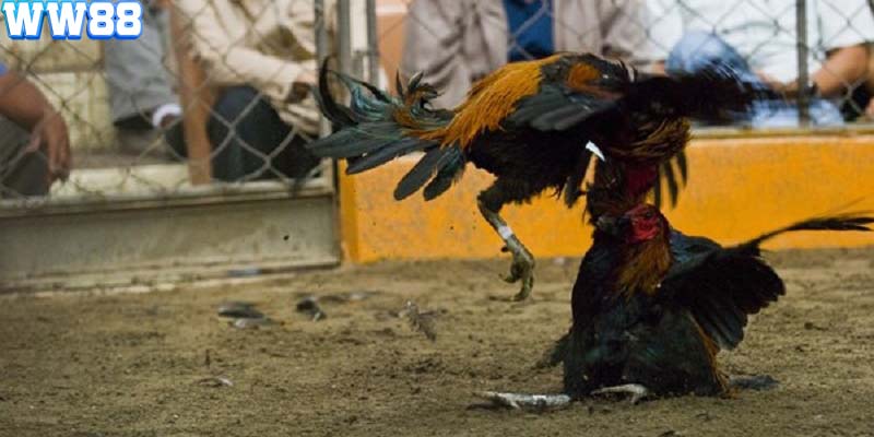 Thời gian thi đấu của bộ môn đá gà sử dụng cựa dao rất nhanh chóng